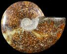 Wide Polished Cleoniceras Ammonite - Madagascar #49422-1